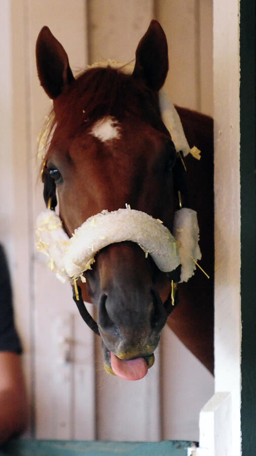Preakness photos from years past